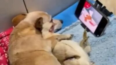 Cachorro e galo: a amizade fofíssima que encantou a internet