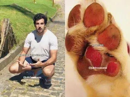 Cuidados essenciais para proteger as patas do seu cão no verão