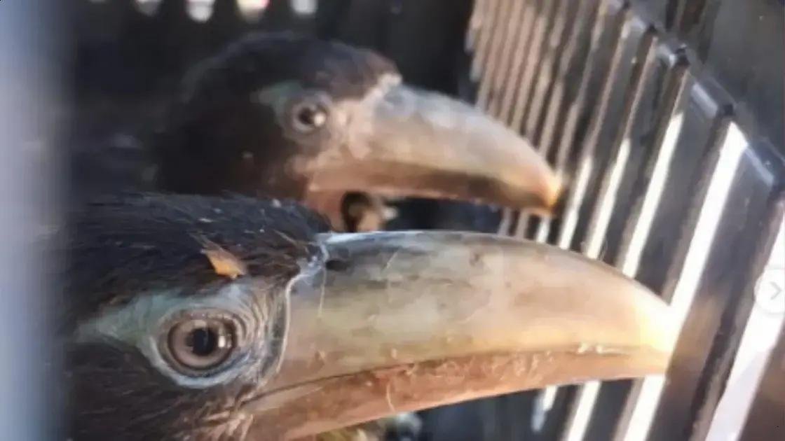 Filhotes de tucano são resgatados e realocados na Bahia