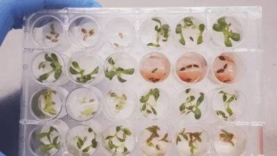 Fungos endofíticos: soluções inovadoras para defensivos agrícolas