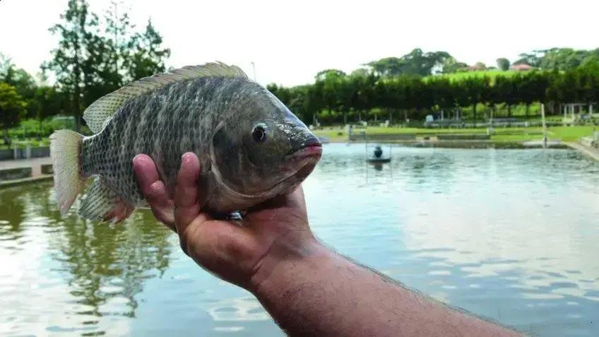 Governo suspende Lista de Espécies Exóticas Invasoras no Brasil