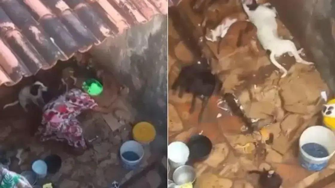 Idosa é Denunciada em Salvador por Maus-Tratos a Animais Resgatados