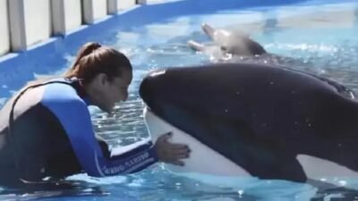 Morre a orca Kshamenk, símbolo da conservação marinha na Argentina