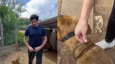 Pitbull resgatado de condições cruéis: uma luta por dignidade e vida