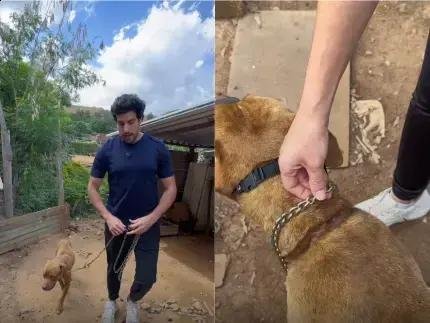 Pitbull resgatado de condições cruéis: uma luta por dignidade e vida