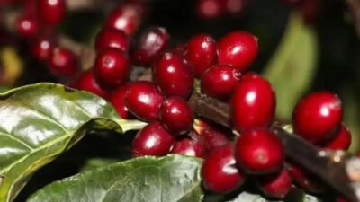 A valorização do café e o aumento do roubo de carga: novas estratégias de transporte