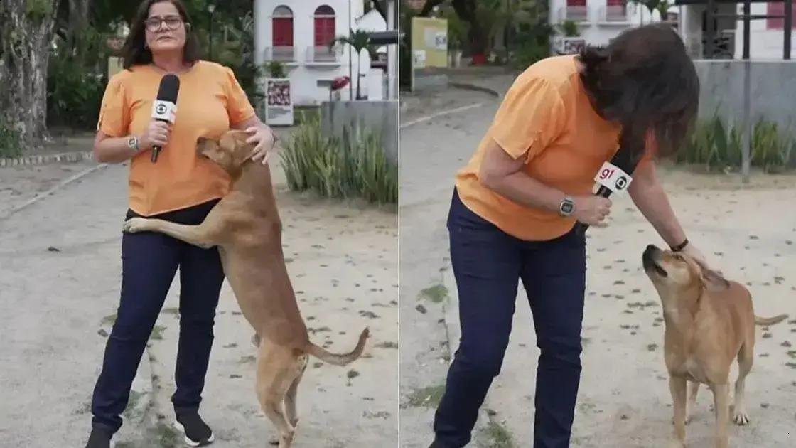 Cachorro caramelo encanta repórter em link ao vivo da Globo