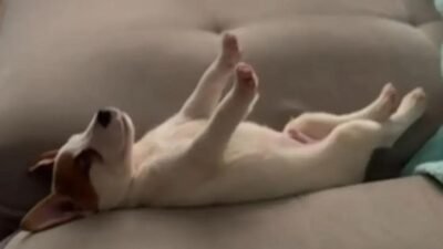 Cachorro dorme de maneira inusitada e vídeo faz sucesso na web