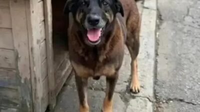 Casal catarinense registra boletim por ameaças após caso de cachorro Orelha