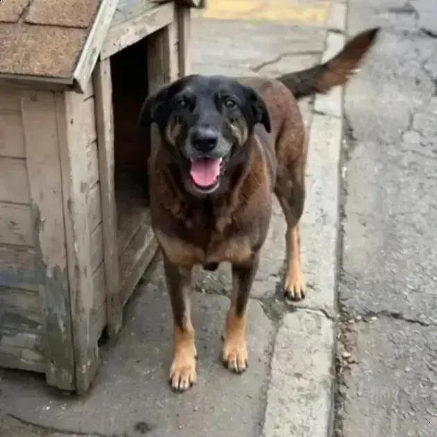 Casal catarinense registra boletim por ameaças após caso de cachorro Orelha