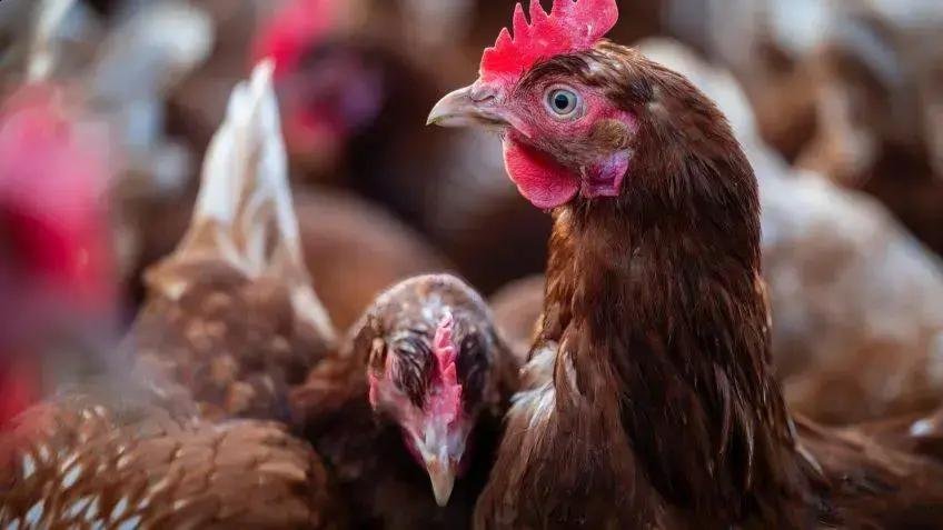 Custo de produção de frango de corte cai em 2025; suínos sobem