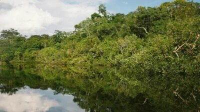 Desmatamento na Amazônia: Impactos severos no clima e biodiversidade