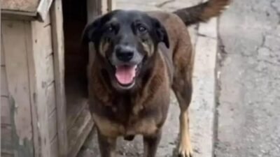 Familiares de adolescentes indiciados na morte do cão Orelha em SC