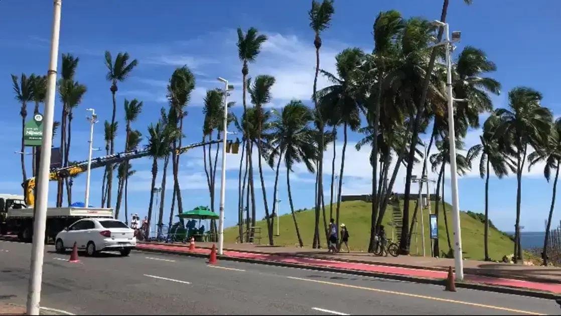 Indignação com poda radical de coqueiros no Morro do Cristo em Salvador