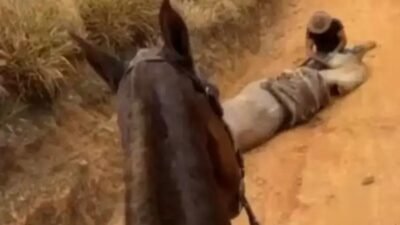 Jovem preso após mutilar cavalo em Bananal durante operação da Polícia Civil