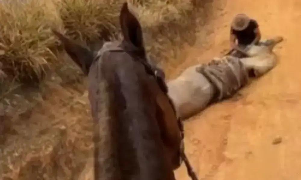 Jovem preso após mutilar cavalo em Bananal durante operação da Polícia Civil