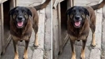 Polícia intensifica operações contra suspeitos de morte de cachorro em SC