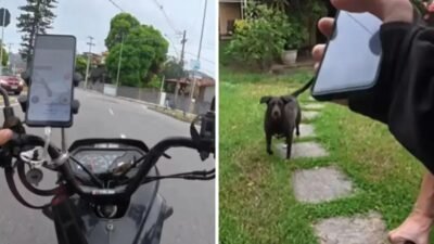 Reação surpreendente de cachorro durante entrega de encomenda viraliza