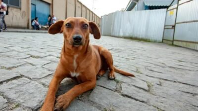 São Paulo reconhece o Vira-Lata Caramelo como símbolo cultural