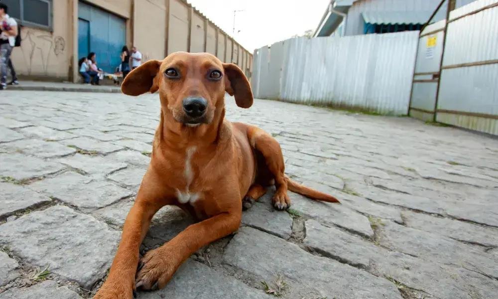 São Paulo reconhece o Vira-Lata Caramelo como símbolo cultural
