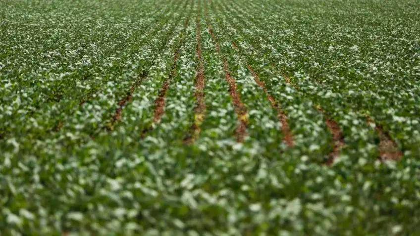 Brasil projeta 353,4 milhões de toneladas de grãos na safra 2025/26