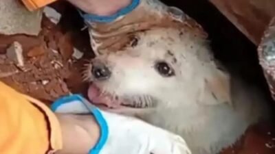 Cãozinho resgatado dos escombros em Juiz de Fora após fortes chuvas