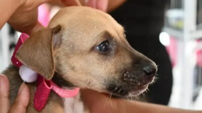 Feira de Adoção em Alagoinhas mobiliza população e garante castração