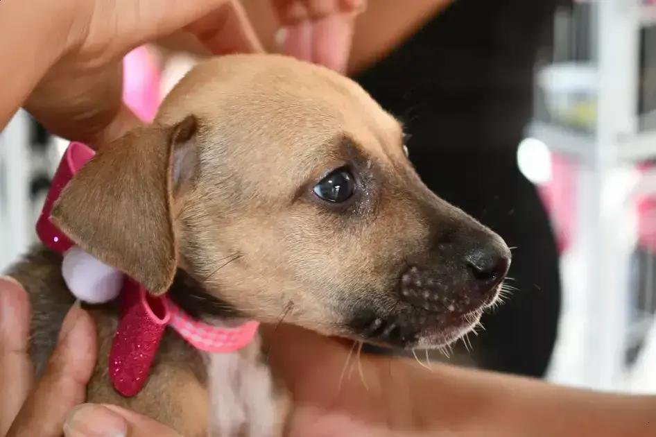 Feira de Adoção em Alagoinhas mobiliza população e garante castração