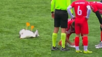 Goleiro atinge gaivota em jogo na Turquia e companheiro reanima ave