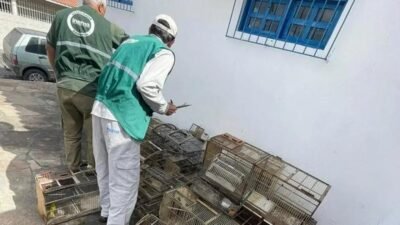 Homem é preso em Dias d'Ávila; 18 aves silvestres apreendidas