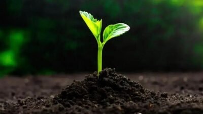 Mapa lança canal 'Alerta Pragas' para notificar suspeitas no Brasil