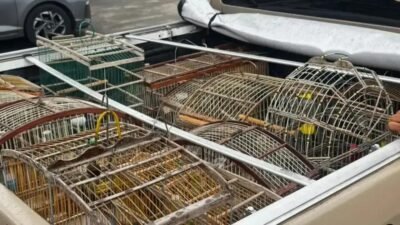 PM-BA resgata 18 aves silvestres em operação contra comércio ilegal