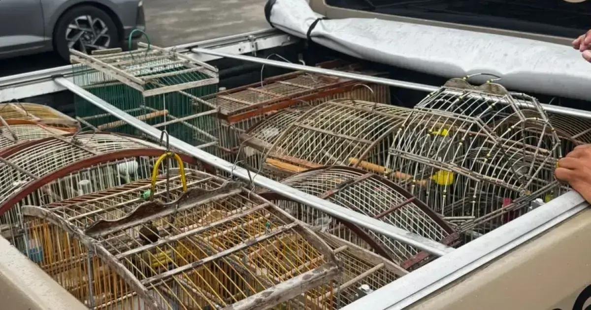 PM-BA resgata 18 aves silvestres em operação contra comércio ilegal