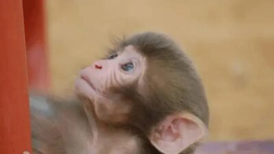 Punch, o macaco viral: o apego ao urso de pelúcia evoca testes de Harlow