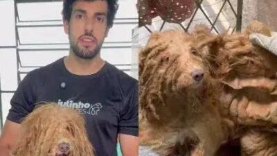 Resgate de cachorro em estado grave expõe negligência e maus-tratos