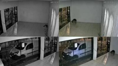 Homem é investigado por envenenar cadela com 'chumbinho' na Casa Verde