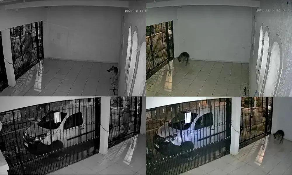 Homem é investigado por envenenar cadela com 'chumbinho' na Casa Verde