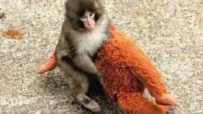 Macaco Punch vive em paz, diz zoológico apesar de rejeição e conflitos