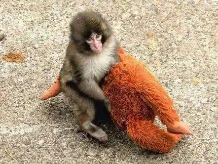 Macaco Punch vive em paz, diz zoológico apesar de rejeição e conflitos