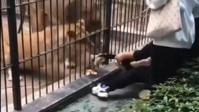 Menina de 10 anos atacada por leoa em zoológico da China; vídeo mostra socorro
