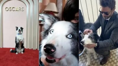 Por que animais não ganham o Oscar: história, regras e momentos