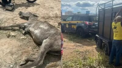 PRF resgata equino em estado grave em Poções; suspeita de maus-tratos