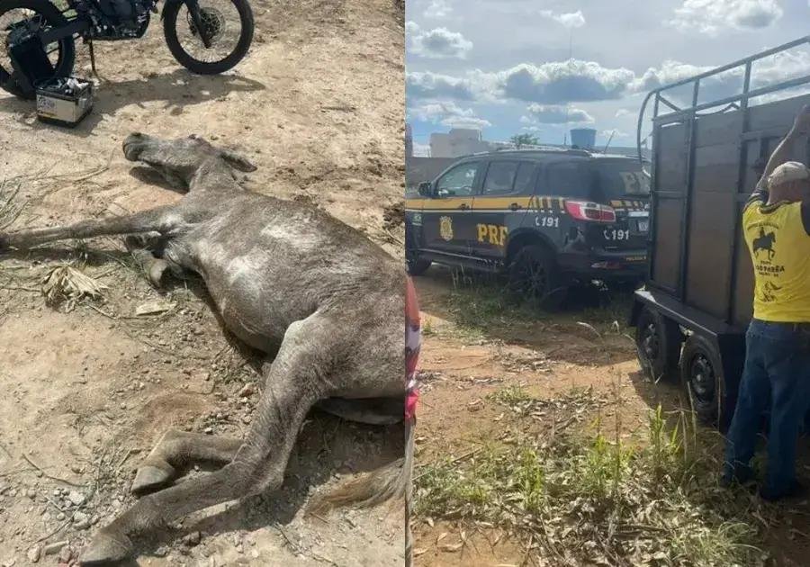 PRF resgata equino em estado grave em Poções; suspeita de maus-tratos
