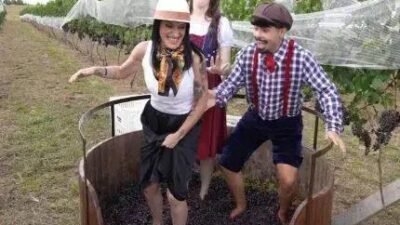 Vindima no Terroir Divisa: colheita de Merlot e pisa da uva na Serra