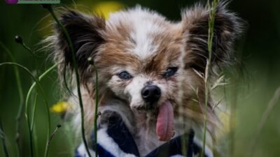 Cachorro mais velho do mundo: a emocionante história de Lazare aos 30 anos