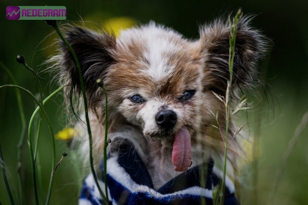 Cachorro mais velho do mundo: a emocionante história de Lazare aos 30 anos
