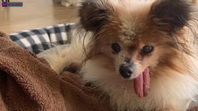 Cachorro mais velho do mundo morre aos 30 anos e deixa o mundo pet de luto