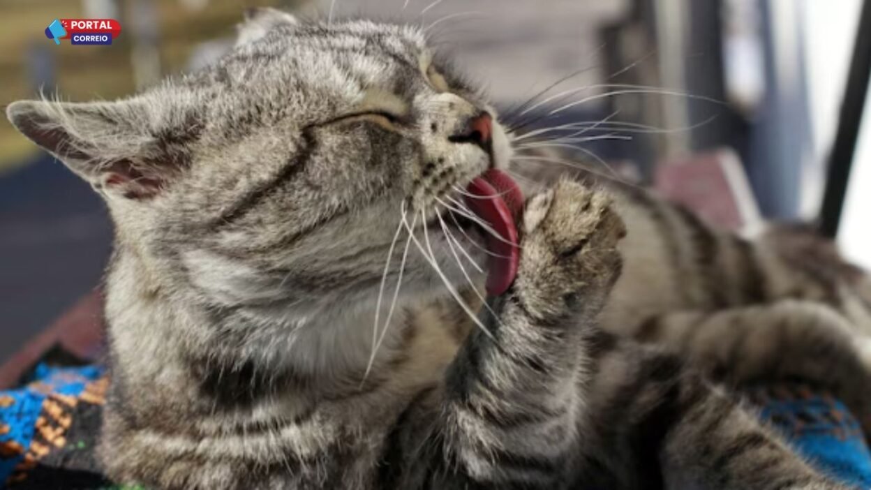 Gatos podem ser cruciais no avanço de novos tratamentos contra o câncer; veja