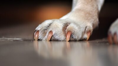 Mulher é investigada por matar animal a pedradas e queimar corpo na Bahia